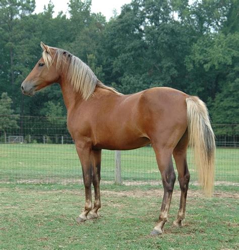 Horses, Morgan horse, Palomino horse