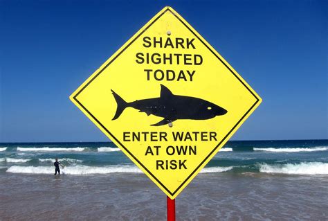 Diver killed by shark in 2nd fatal attack in a week in Australia - CBS News