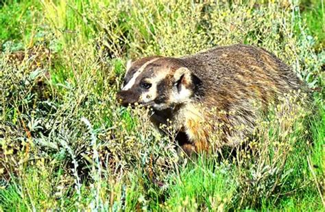 Badger - Description, Habitat, Image, Diet, and Interesting Facts