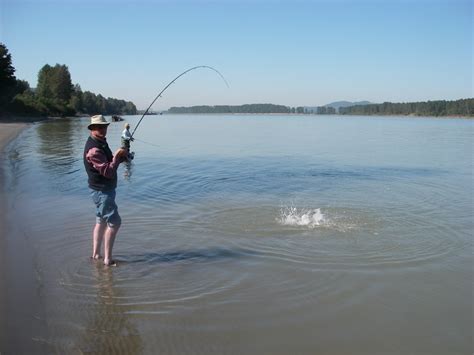 How to catch Fraser River Pink Salmon - Silversides Fishing Adventures