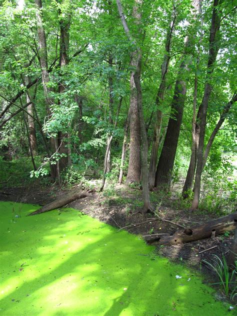 Actual Color | Algae bloom on pond | NatureNerd (probably outside) | Flickr