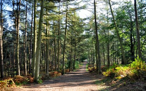 rambles with a camera: Delamere Forest in Autumn ...