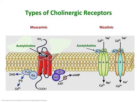 PPT - Neurotransmitters PowerPoint Presentation, free download - ID:2245033