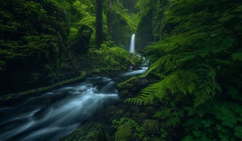 nature, river, plants, outdoors, waterfall, green, jungle HD Wallpaper