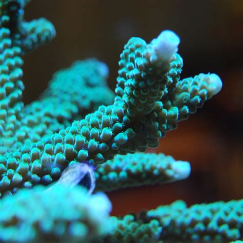 Acropora Coral Care Guide - A Beginners Guide – Reefco Aquariums