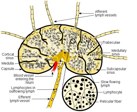 Lymph Nodes: Anatomy, Location & Quiz | Study.com