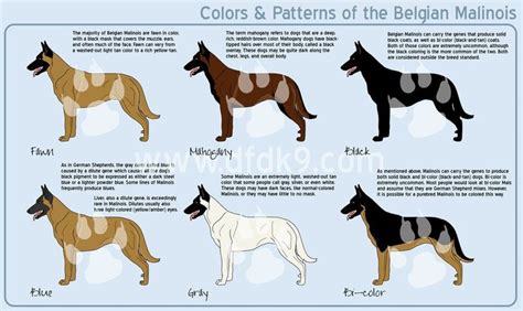 Belgian Malinois Colors by MauserGirl on DeviantArt | Belgian malinois ...