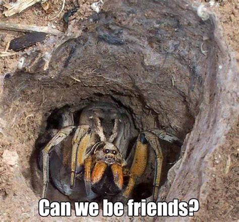 can we be friends - Meme subido por mcortes1999 :) Memedroid