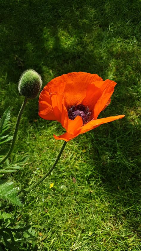 Oriental Poppy : r/flowers