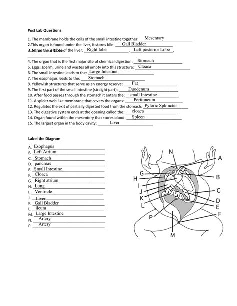 Frog dissection labeling worksheet -Ojo - Post Lab Questions The membrane holds the coils of the ...