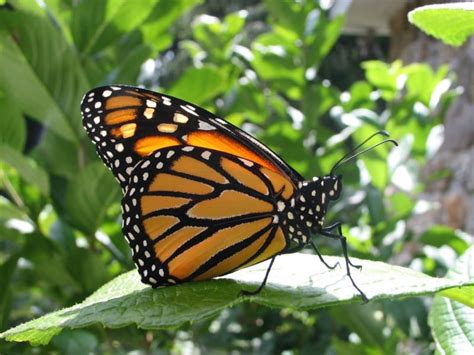 The Butterfly King - The Norcross Wildlife Foundation