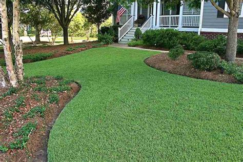 Best 5 Places to Buy Zoysia Grass Seed and Plugs Online - MowingMagic.com