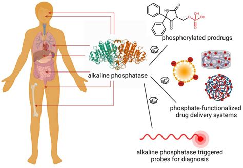 Alkaline Phosphatase: A Reliable Endogenous Partner for Drug Delivery ...