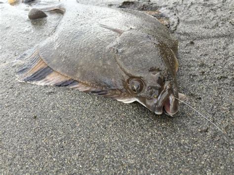 My first ever Starry Flounder in Washington State | www.roughfish.com