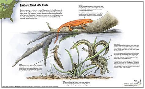 Eastern Newt Life Cycle - Illustration@Science-Art.Com