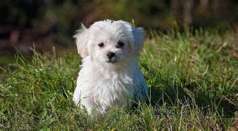 12 Best Dogs for Seniors: Top Dogs for Seniors and Elderly Owners