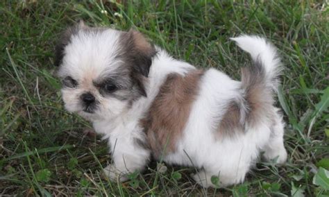 shih tzu Baby Shih Tzu, Shih Tzu Puppy, Cute Puppies, Dogs And Puppies, Cute Dogs, Doggies ...