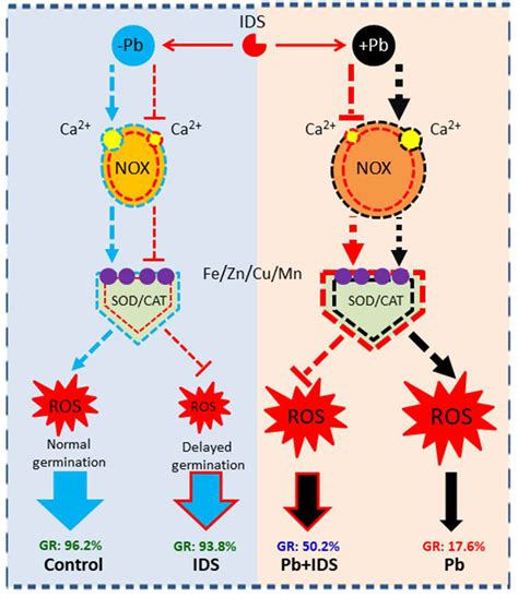 Plants | Free Full-Text | Chelator Iminodisuccinic Acid Regulates Reactive Oxygen Species ...