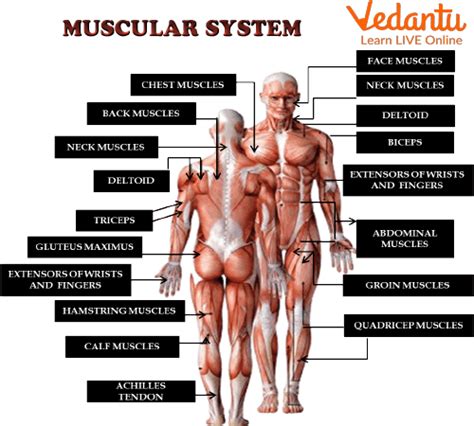 Muscular System for Kids - Learn Definition, Facts & Examples