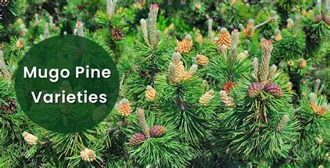 Mugo Pine Varieties: Top Popular Picks! - EmbraceGardening