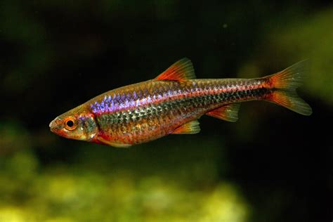 Notropis chrosomus "Rainbow shiner" - fish from North America