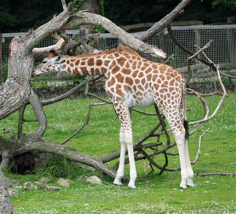 Juvenile Kordofan giraffe (Giraffa camelopardalis antiquorum), 2020-07-14 - ZooChat