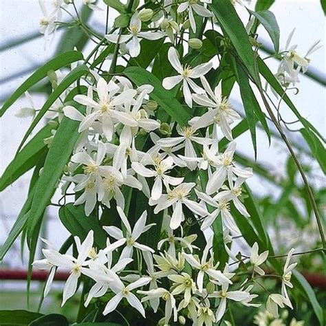 Clematis armandii Snowdrift - Fragrant Evergreen Climbers ...