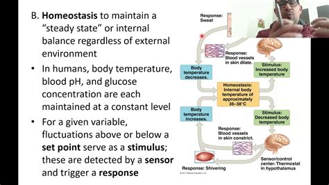 What Is The Relationship Between Active Transport And Homeostasis Examples - Printable Templates ...