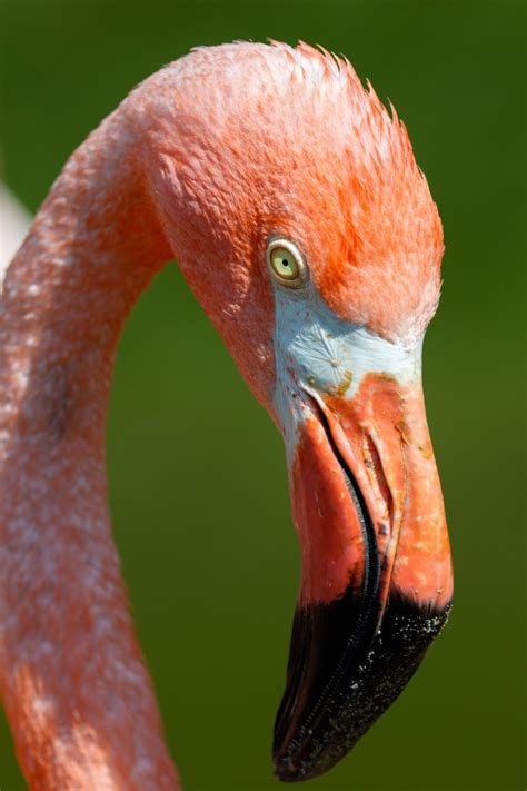 Flamingo Portrait Free Stock Photo - Public Domain Pictures