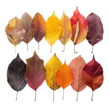 Free Fall Color Swatches, Color, Palette, Illustrator Swatches PNG ...