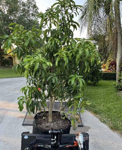 Kent Mango Grow Guide - Tropical Tree Guide