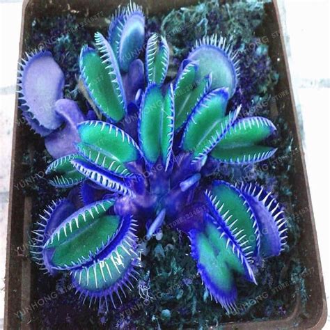 The Blue Venus Flytrap 100 Seeds – littleleafseeds | Insectivorous ...