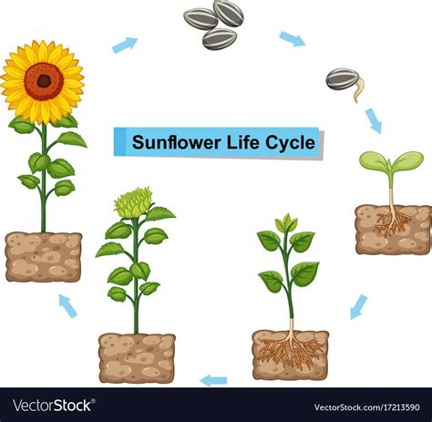 sunflower life cycle stages - Celina Houser