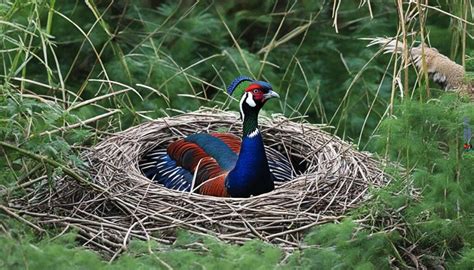 Lady Amherst Pheasant: Facts and Habitat Guide