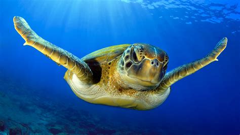 Climate Change Is Making Nearly All Sea Turtles Born on These Beaches ...