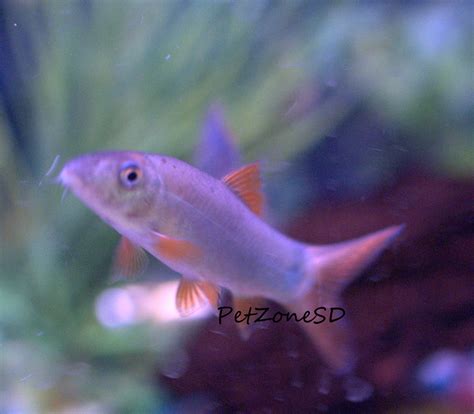 Freshwater Tropical Fish: Redtail Botia Loach (Blue Botia)