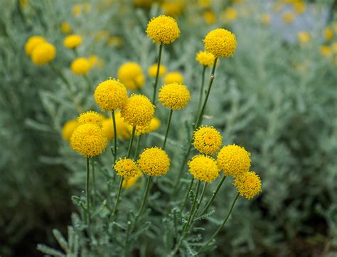 Lavender Cotton Guide: How to Grow & Care for “Santolina Chamaecyparissus”