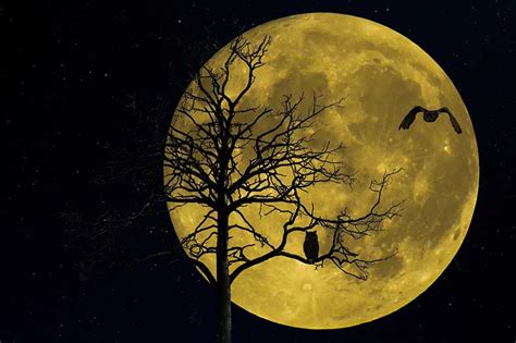 Owl Hooting at Night Meaning and Significance | Smart Sleeping Tips