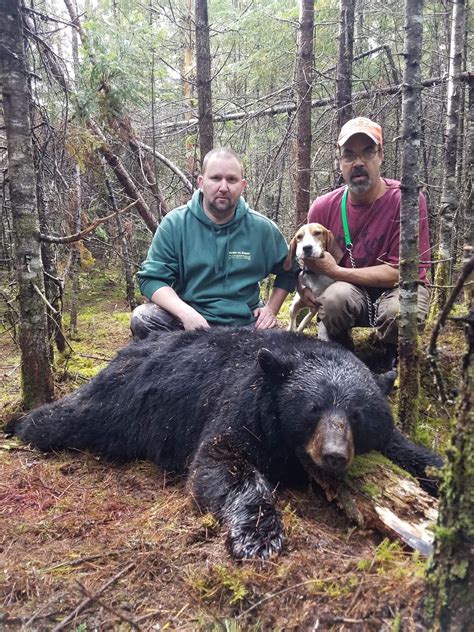 Maine Bear Hunting - Blackwater Outfitters