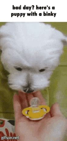 Binky Bunny GIF - Binky Bunny Hopping - Discover & Share GIFs