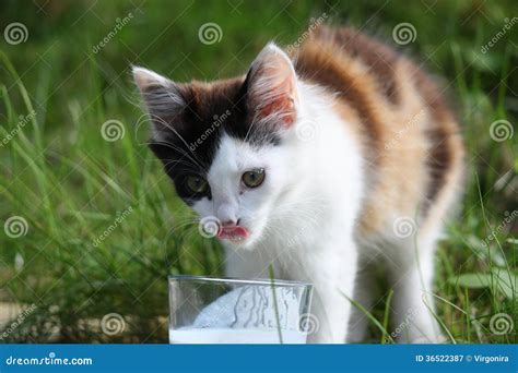 Cute Kitten Drinking Milk from the Glass Stock Image - Image of feline, lucky: 36522387