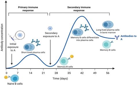 Immune Response Graph