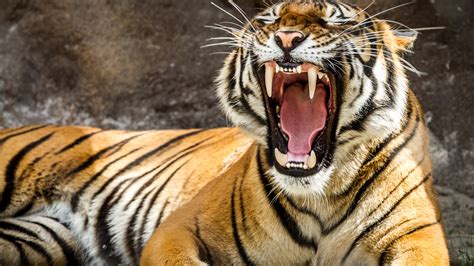 tiger 4k Ultra HD Wallpaper and Background Image | 3840x2160 | ID:549216