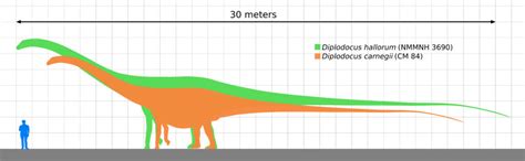 Diplodocus: The Long-Necked Giant of the Jurassic Era