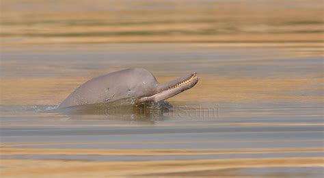 Indus river dolphin | The Indus river dolphin is listed by t… | Flickr