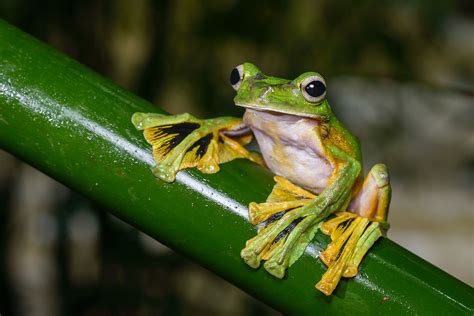 Rhacophorus nigropalmatus, Wallace's flying frog - Khao So… | Flickr