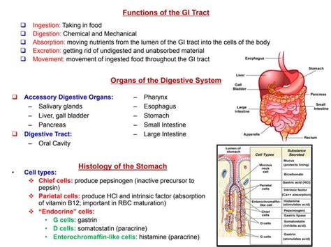 Gastrointestinal hormones ( Gastrin , secretin and cholecystokinin) | PPT