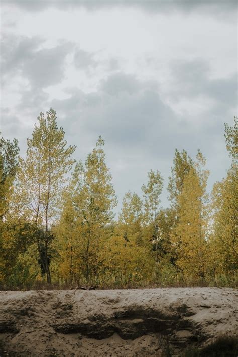 Free picture: poplar, autumn season, forest, landscape, leaf, trees ...