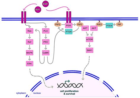 IJMS | Free Full-Text | A Basic Review on Estrogen Receptor Signaling Pathways in Breast Cancer