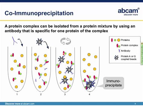 Immunoprecipitation (IP) principles and troubleshooting - YouTube